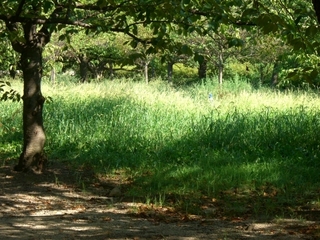 CIMG5279.JPG